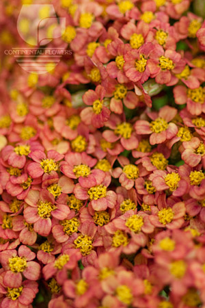 Waxflower