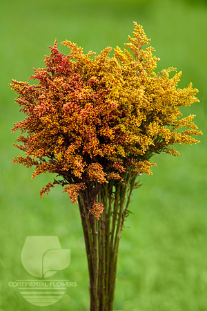 Waxflower