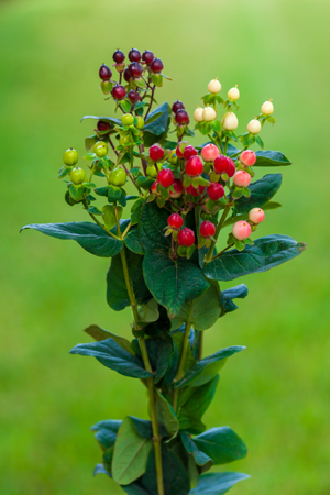 Waxflower