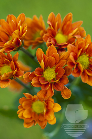 Waxflower