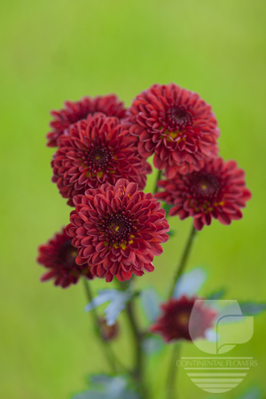 Waxflower