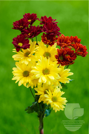 Waxflower