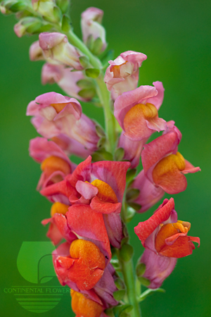 Waxflower