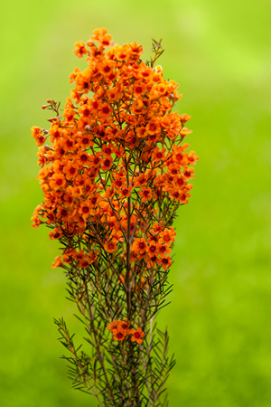 Waxflower