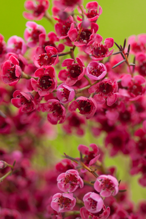 Waxflower