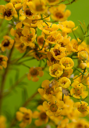 Waxflower
