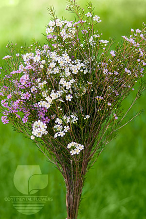 Waxflower