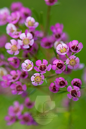 Waxflower