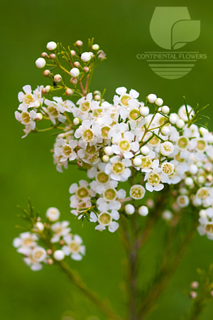 Waxflower