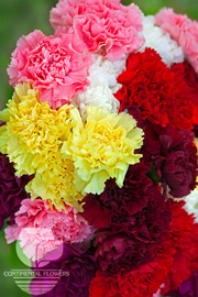 Carnations