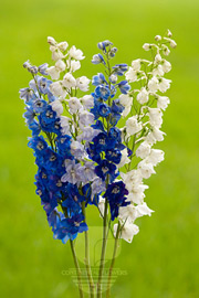 Delphinium