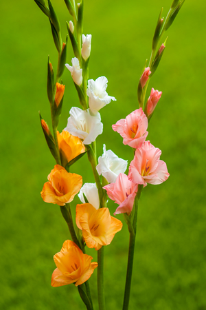 Gladiola