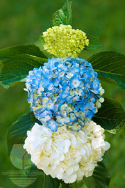 Hydrangeas