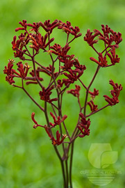 Kangaroo Paw