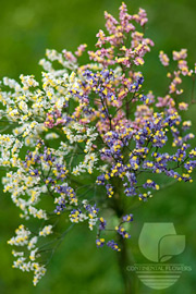 Limonium