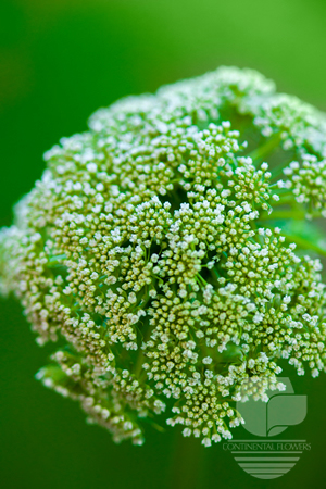 Queen Ann Lace