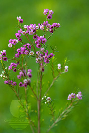 Waxflower